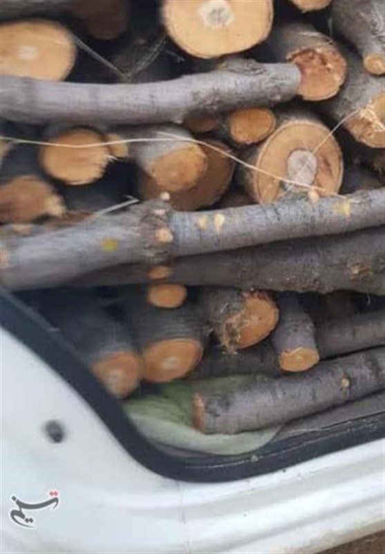 2.5 تن چوب قاچاق در قزوین کشف شد