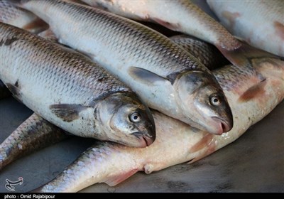  "سرانه مصرف ماهی" تهرانیها چقدر است؟ 