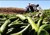 خیار روی دست کشاورزان باد کرد/کاهش قیمت خرید خیار به 200 تومان