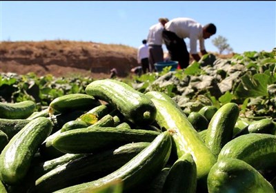  خیار دست کشاورزان باد کرد/کاهش قیمت خرید خیار به ۲۰۰ تومان 