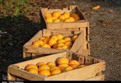 4000 تن پرتقال و سیب سهمیه میوه شب عید استان تهران است