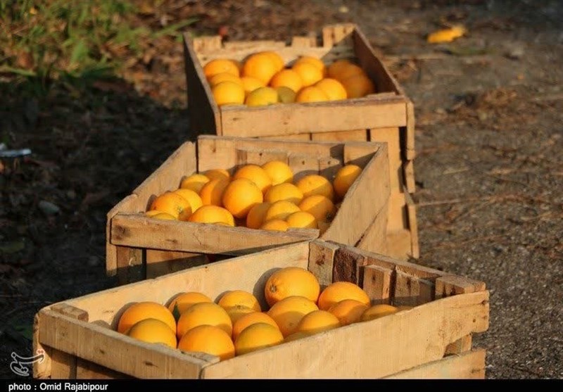 4000 تن پرتقال و سیب سهمیه میوه شب عید استان تهران است