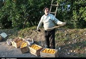 نرخ خرید پرتقال کشاورزان 10500 تومان مصوب شد+سند