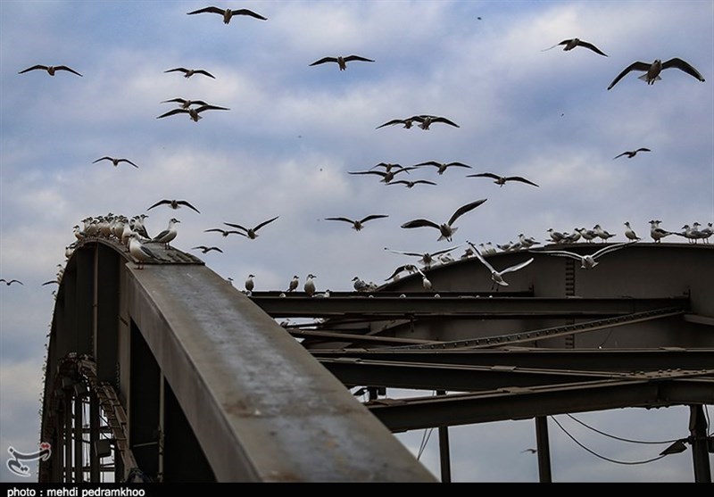 قاچاق ‌‌میلیاردی 6 ‌شاهین ‌و کبوتر ‌در منطقه حاشیه‌ای ‌سبزوار‌‌