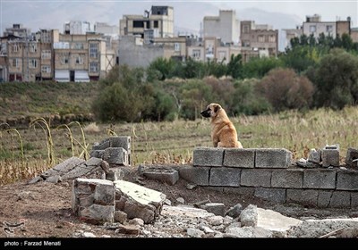 شهرک کرناچی در وضعیت بحرانی - کرمانشاه