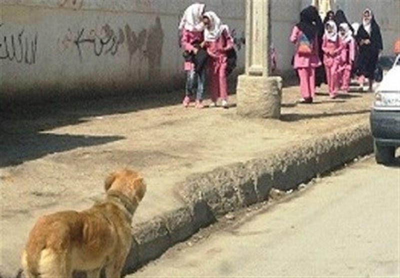 جولان سگ‌های ولگرد در ارومیه؛ شهروندان گرفتار معضل جدید شدند