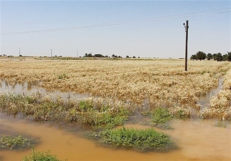 بیشترین خسارت حوادث غیرمترقبه به بخش کشاورزی استان زنجان وارد شده است