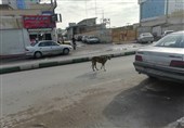 کاهش تردد 18 درصدی سگ‌های ولگرد در تهران
