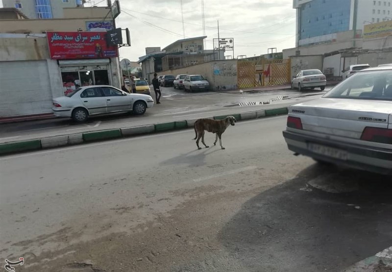 کاهش تردد 18 درصدی سگ‌های ولگرد در تهران