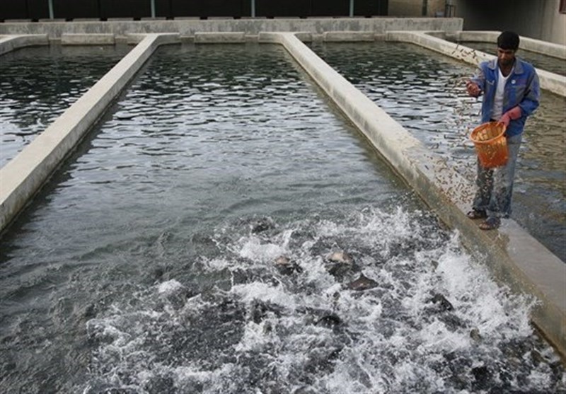 فعالیت 16 قفس پرورش ماهی در گیلان؛ تولید 2500 تن ماهی در قفس‌های دریایی هدفگذاری شد