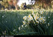 برداشت سالانه 300 میلیون شاخه نرگس در فارس/ رکورددار تولید گل نرگس در ایران واحد فرآوری ندارد