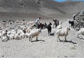 حکایت صنعت دامپروری در استان خراسان جنوبی؛ از مصرف نان‌های کپک زده تا خوراک‌ دام بی کیفیت