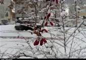 چهره برفی زنجان در قاب تصویر