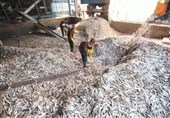 دلایل فوت 5 کارگر شرکت پودرماهی قشم در دست بررسی است/ نتایج قطعی سه ماه آینده اعلام میشود