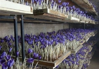  کل تولید زعفران ایران تا ۳ سال آینده به گلخانه می‌رود 