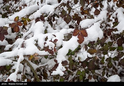 بارش برف در ارومیه