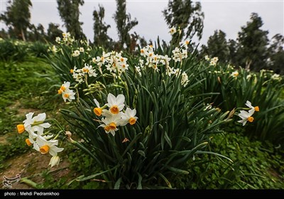 برداشت گل نرگس در بهبهان