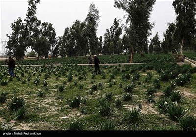 برداشت این محصول معمولا از اواسط دی‌ماه آغاز و تا اواخر بهمن‌ماه ادامه دارد.