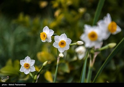 برداشت این محصول معمولا از اواسط دی‌ماه آغاز و تا اواخر بهمن‌ماه ادامه دارد.