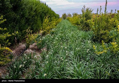 برداشت این محصول معمولا از اواسط دی‌ماه آغاز و تا اواخر بهمن‌ماه ادامه دارد.