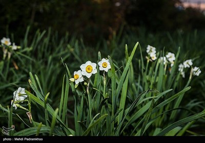 برداشت این محصول معمولا از اواسط دی‌ماه آغاز و تا اواخر بهمن‌ماه ادامه دارد.