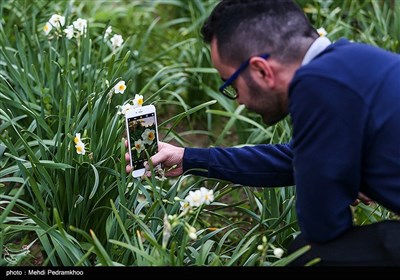 برداشت گل نرگس در بهبهان