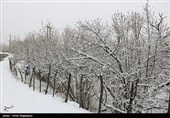 مدارس ابتدایی و متوسطه اول نوبت عصر مشهد مقدس تعطیل شد