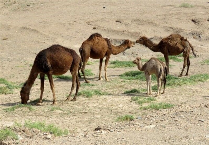 ریشه بی توجهی به صنعت پرورش شتر در ایران