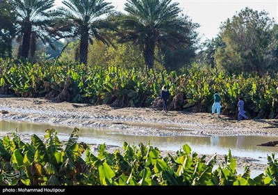 سیل در سیستان و بلوچستان