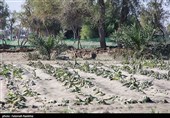 خسارت 80 میلیارد تومانی سیلاب‌ها به کشاورزی جنوب کرمان؛ بسیاری از چاه‌های کشاورزی تخریب شدند