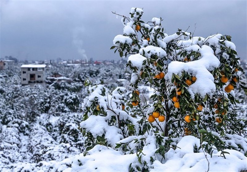 سرمای شدید در کردستان تا آخر هفته ادامه دارد/ دما به زیر 12 درجه رفت