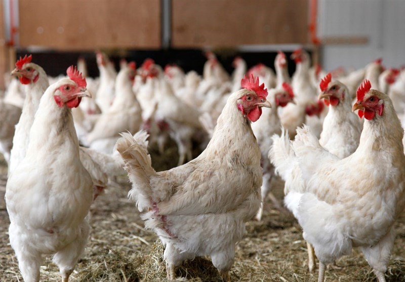 توصیه‌های سازمان هواشناسی به کشاورزان تا 29 دی‌/ هشدار وقوع یخبندان و تاثیر بر مرغداری‌ها و دامداری‌ها