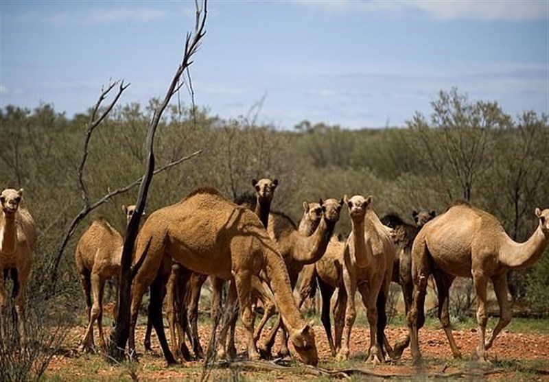 Over 5,000 Camels Shot Dead in 5 Days in Australia