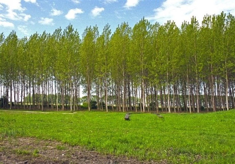 اولین مزرعه زراعت چوب در استان البرز به بهره‌برداری رسید