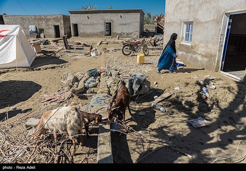 خسارت سنگین سیل به دامداران سیستان و بلوچستان / 7322 راس دام تلف شد‌