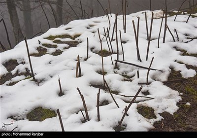 یک روز زمستانی در طبعیت سیاهکل