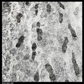 بارش برف زمستانی در تهران