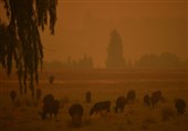 Dust Storms, Giant Hail Batter Bushfire-Weary Australia