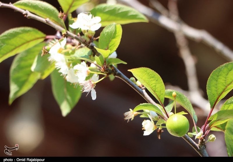 شکوفه‌های زمستانی در «گیلان» به روایت تصویر