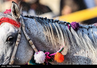 بیست و ششمین جشنواره اسب اصیل عرب - اهواز 