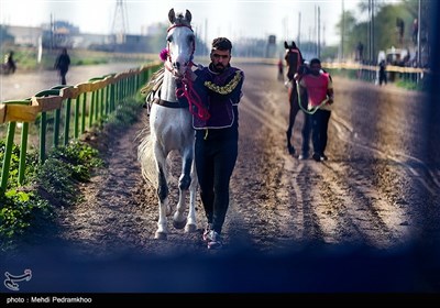 بیست و ششمین جشنواره اسب اصیل عرب - اهواز 