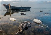 سایه شوم مرگ بر سر خلیج گرگان /‌ تداوم مرگ و میر تلخ پرندگان مهاجر در تالاب میانکاله + تصاویر