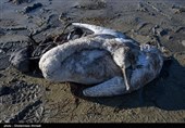 مرگ پرندگان در تالاب میانکاله
