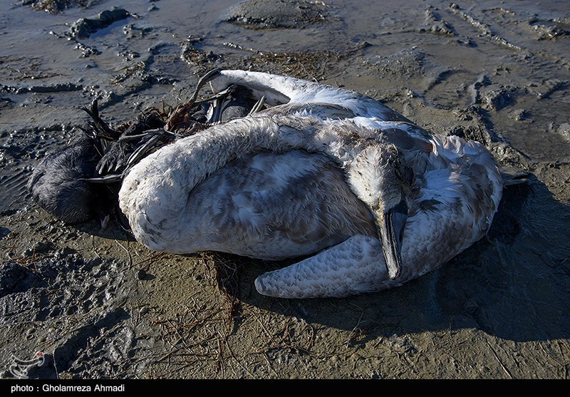 مرگ پرندگان در تالاب میانکاله