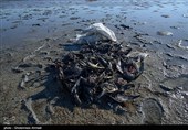 مرگ و میر پرندگان مهاجر در سواحل گلستان به بیش از 8 هزار قطعه رسید