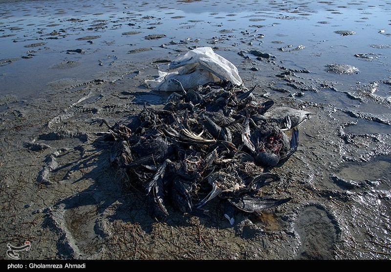 تداوم مرگ و میر پرندگان زمستان گذران در سواحل استان گلستان / «بوتولیسم» علت مرگ شناخته شد