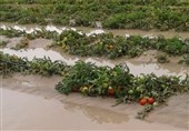 اهواز|کشاورزان خسارت دیده از سیل 98 تا پایان اردیبهشت ماه تعیین تکلیف می‌شوند