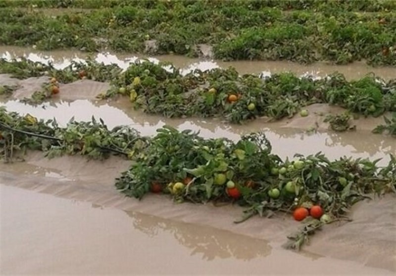 اهواز|کشاورزان خسارت دیده از سیل 98 تا پایان اردیبهشت ماه تعیین تکلیف می‌شوند