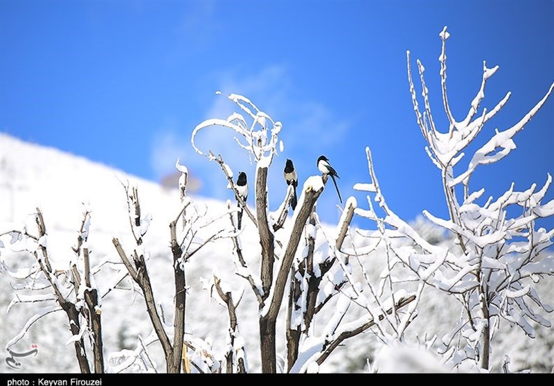 بارش زیبای برف زمستانی در سنندج به روایت تصویر