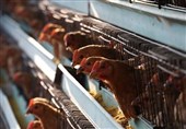 گزارش| فروش غیربهداشتی مرغ‌ ‌در چابهار/ سرمایه‌گذار پروژه ساماندهی بلاتکلیف است